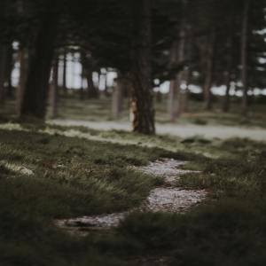 Listen to Spa song with lyrics from Spa Music Relaxation