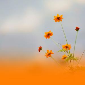 Album Tranquil Soundscapes For Personal Wellness And Deep Rest from Relaxed Minds