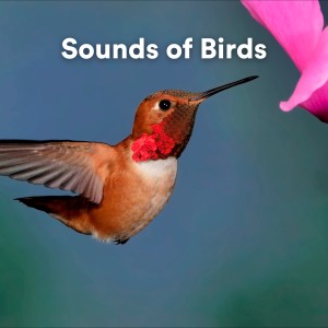 Album Sounds of Birds from Bird Sounds