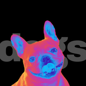 ดาวน์โหลดและฟังเพลง Dogs พร้อมเนื้อเพลงจาก Michael Carter