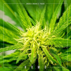 ดาวน์โหลดและฟังเพลง H.U.M.O. (Explicit) พร้อมเนื้อเพลงจาก Ingrid Brans