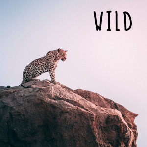 Wild dari Roberto Bussi