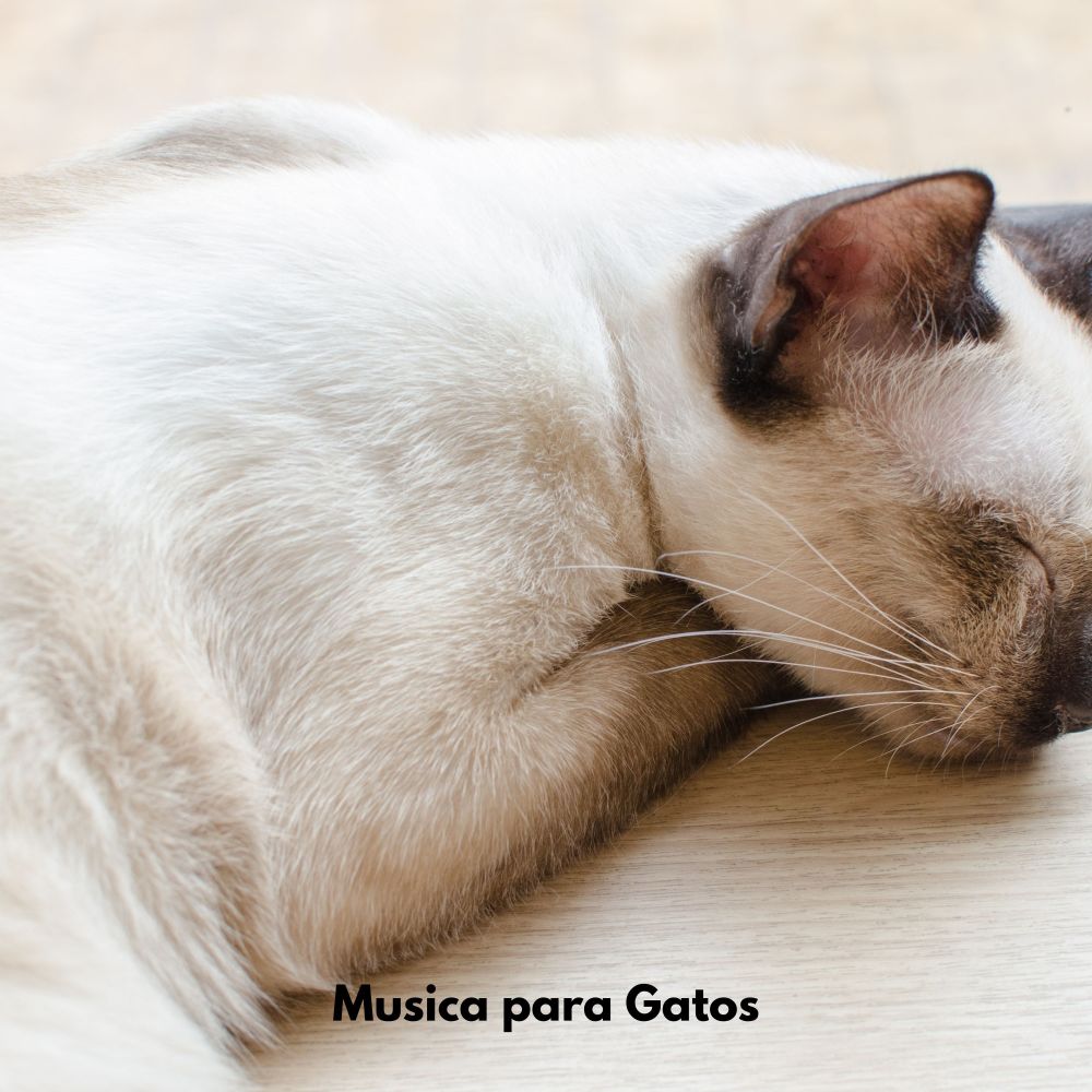 Sonidos tranquilos de patitas