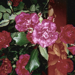 收聽야간캠프的SILVER (feat. Wonstein) (Bonus Track)歌詞歌曲