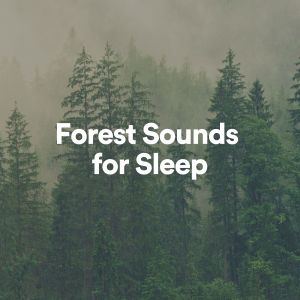 Ambient Forest的专辑Forest Sounds for Sleep