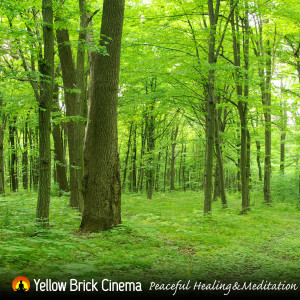 Yellow Brick Cinema的專輯Peaceful Healing & Meditation