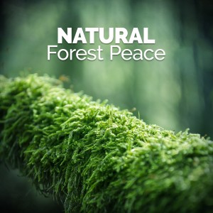Bruits naturels的專輯Natural Forest Peace