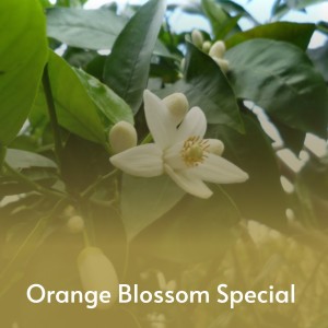 Various的专辑Orange Blossom Special