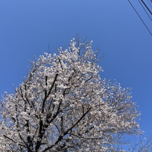ดาวน์โหลดและฟังเพลง 春風と噓 (Instrumental) พร้อมเนื้อเพลงจาก Lando