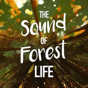 ดาวน์โหลดและฟังเพลง Rill Through the Trees พร้อมเนื้อเพลงจาก Outside Broadcast Recordings