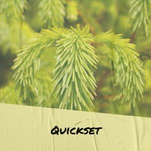 Album Quickset from Various