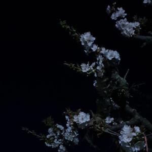 收聽Damoy的Need (Explicit)歌詞歌曲