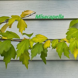 DJ Tools的專輯Misacapella