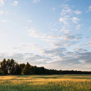 ดาวน์โหลดและฟังเพลง Blue Fields พร้อมเนื้อเพลงจาก Oscar Basza