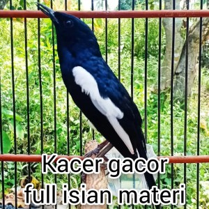 Listen to Kacer Gacor Full Isian Materi (Live) song with lyrics from master kacer 87