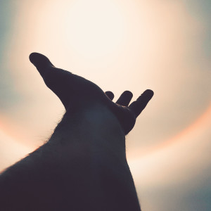 收听The Healing Buddha的The Reach歌词歌曲
