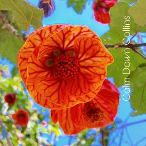 Listen to Sleep Well song with lyrics from Calm Down Collins