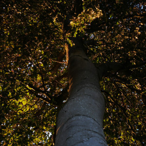 Album Forest Dreams from 
