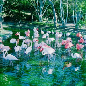 ดาวน์โหลดและฟังเพลง strawberry fields พร้อมเนื้อเพลงจาก YOHLU