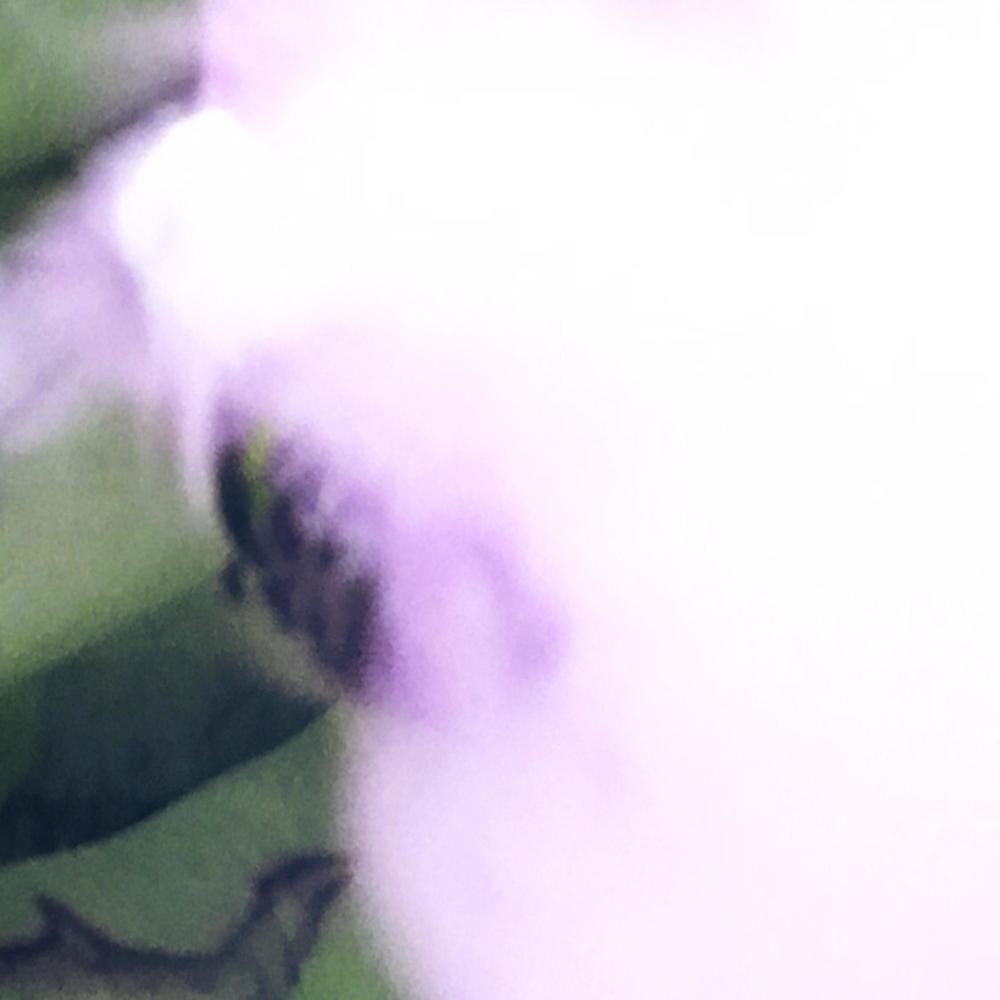 PURRP (Explicit)