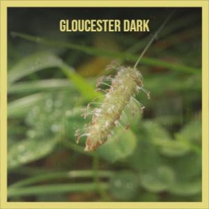 Modee Sepet的专辑Gloucester Dark