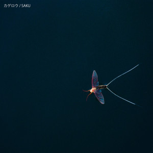 Listen to カゲロウ song with lyrics from Saku