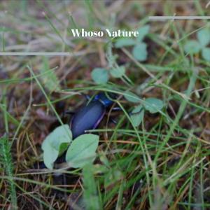 Various的专辑Whoso Nature