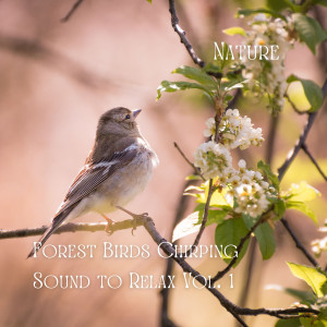 Nature: Forest Birds Chirping Sound to Relax Vol. 1