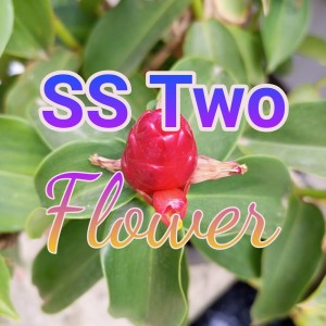 Ss Two的專輯Flower