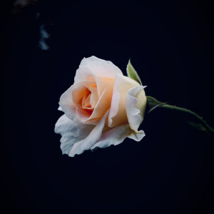 Listen to Car Mio Ben (나의 다정한 연인) song with lyrics from 애슐리