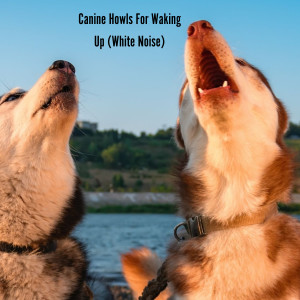 Album Canine Howls For Waking Up (White Noise) from Natural Sounds
