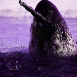 收聽Visceral的Narwhal (Explicit)歌詞歌曲
