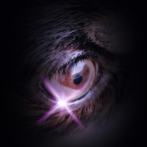 Listen to いとしのシェリ song with lyrics from JOHNNYTHEKID