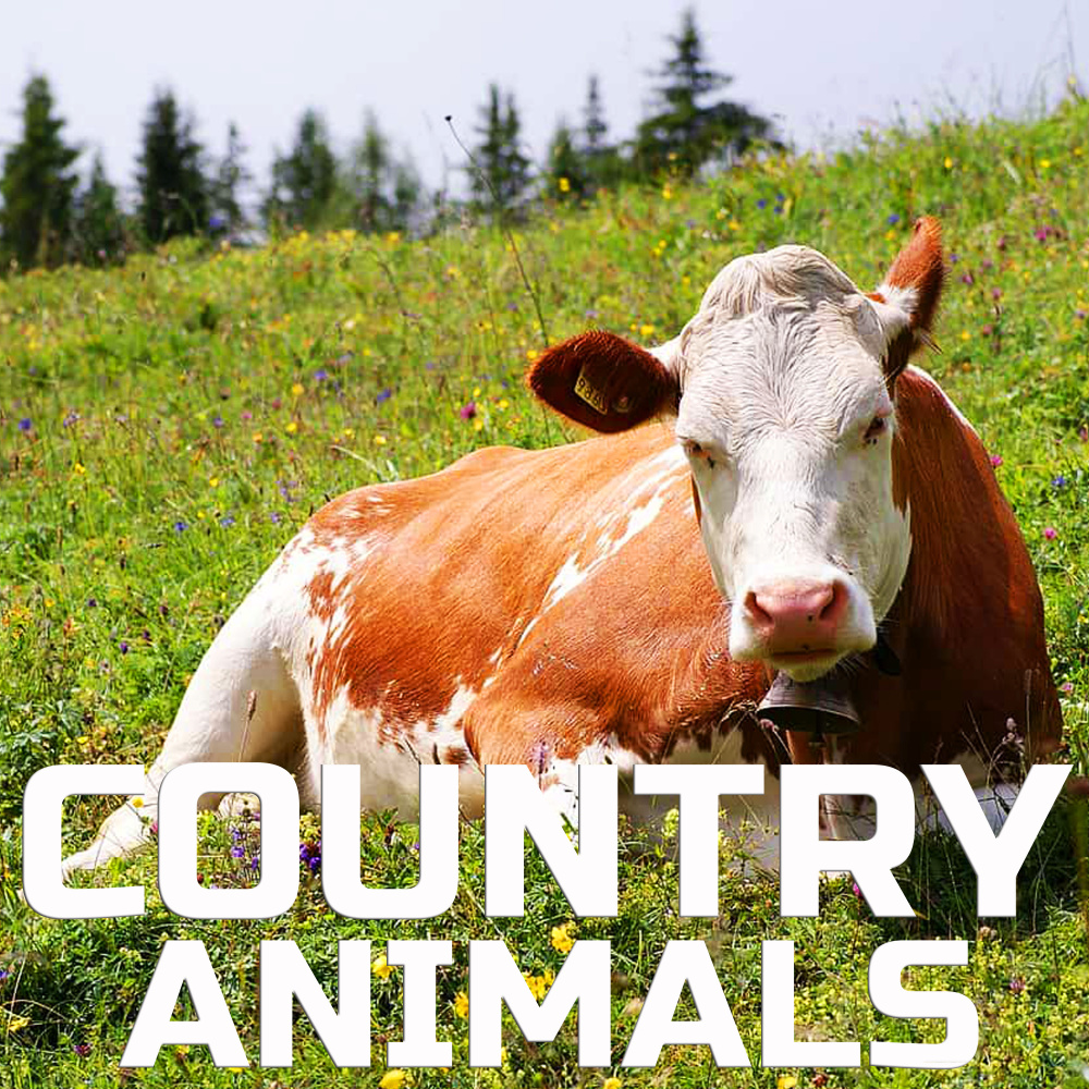 Soothing Country Animals Sounds (Animal Planet FX Remix)