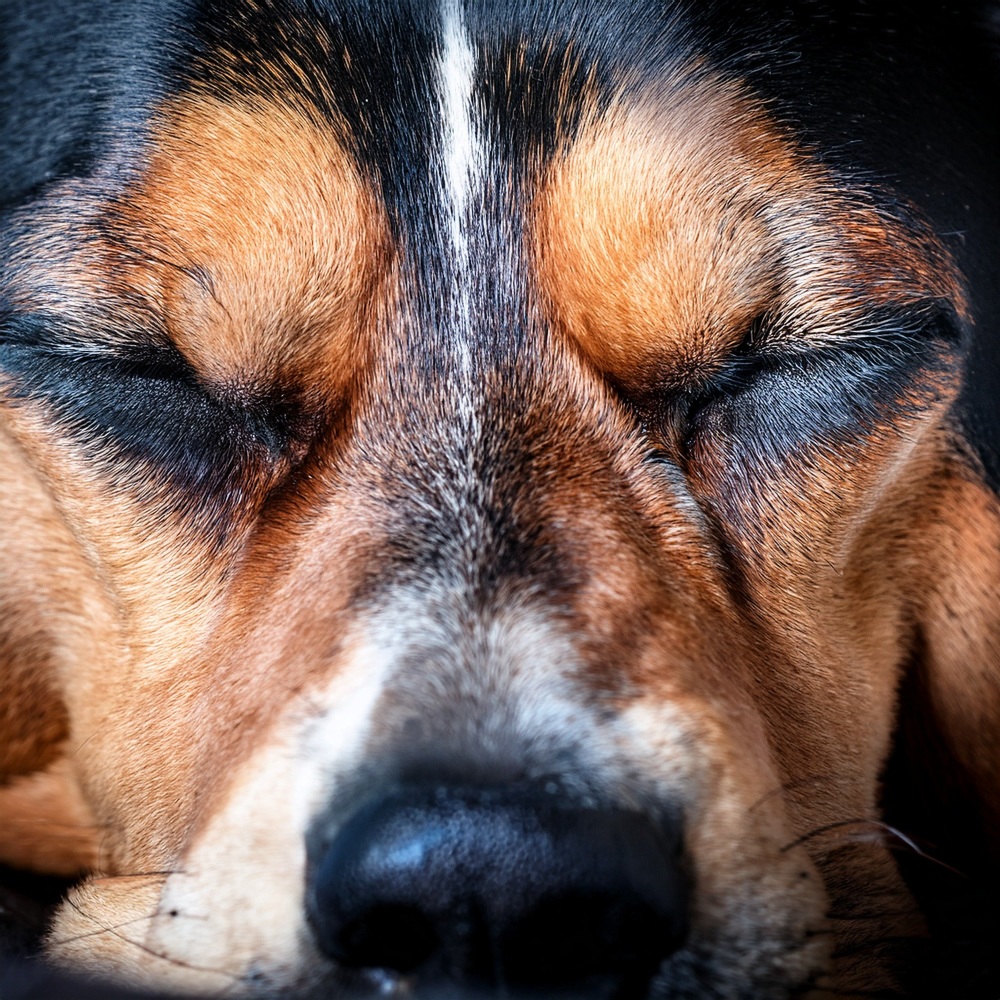 A Quiet Rest At Home