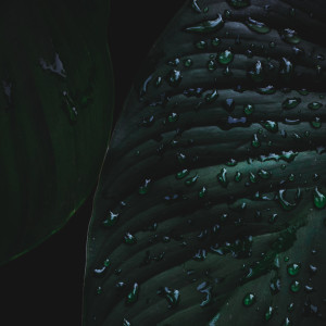 Listen to Into the Mist song with lyrics from Nature Sounds for Sleep and Relaxation