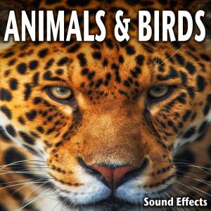 ดาวน์โหลดและฟังเพลง Tropical Water Bird: Loud Honks พร้อมเนื้อเพลงจาก Sound Ideas