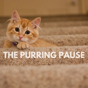 Cat Music的專輯The Purring Pause