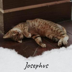 Album Josephus from Various