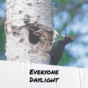 Album Everyone Daylight from Various
