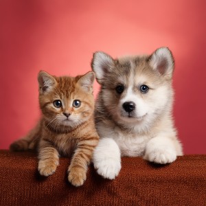 ดาวน์โหลดและฟังเพลง Paseos Tranquilos พร้อมเนื้อเพลงจาก Biblioteca de sonidos para animales