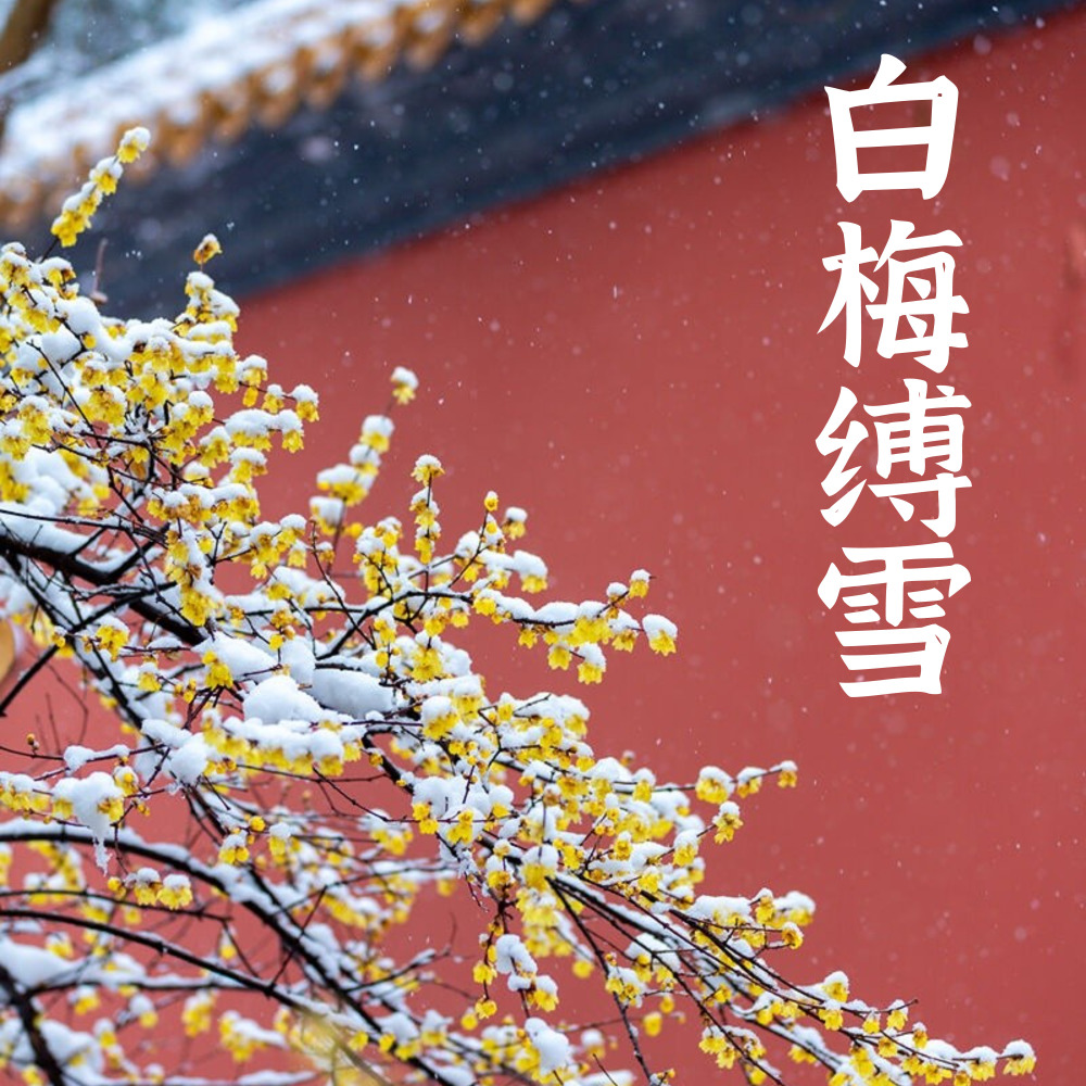 白梅缚雪