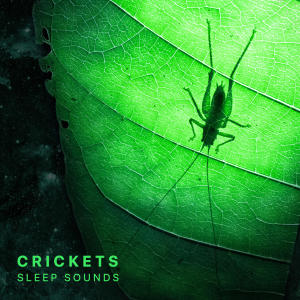 收聽Sleepy Times的Crickets Sleep Sounds (Mindfulness & Relaxation), Pt. 40歌詞歌曲