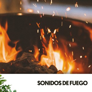 อัลบัม Sonidos de Fuego: Melodías ardientes ศิลปิน Sleeping Music For Dogs