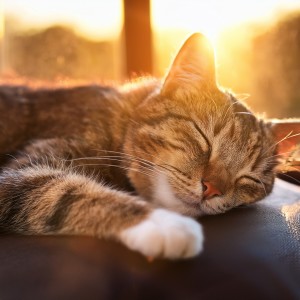 收聽Musicoterapia para gatos的El Sonido De Los Suaves Sueños Ronroneantes歌詞歌曲