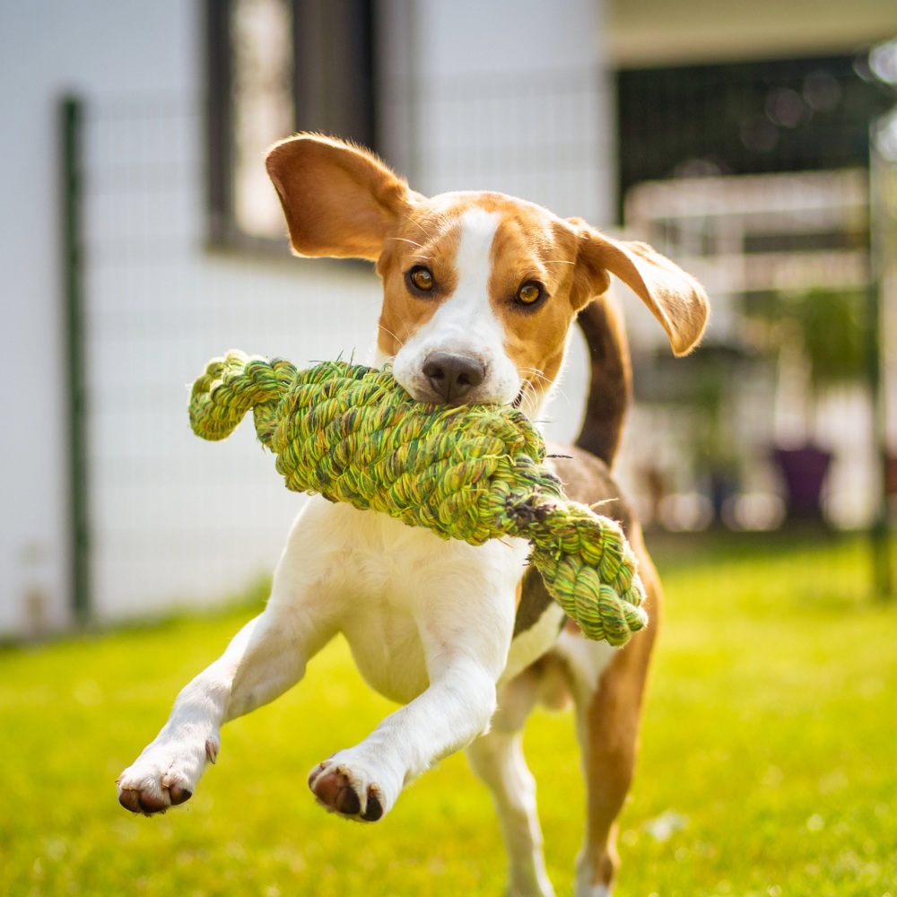 Relaxing Vibes for Dogs