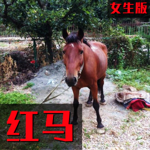 Listen to 红马 (女生版) song with lyrics from 一颗狼星-许蓝心