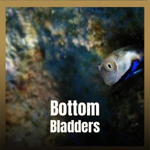 Dengarkan Bottom Bladders lagu dari Abdut dengan lirik