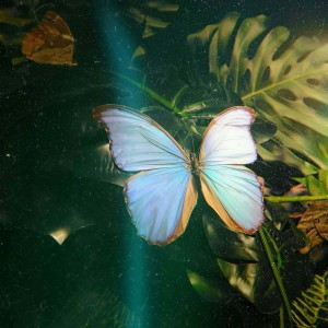 default album img