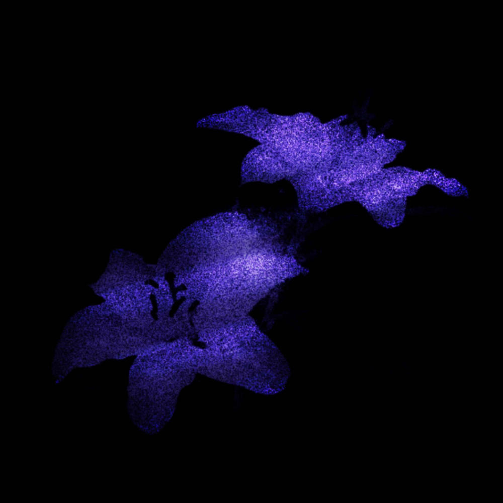 aurora borealis (Slowed)